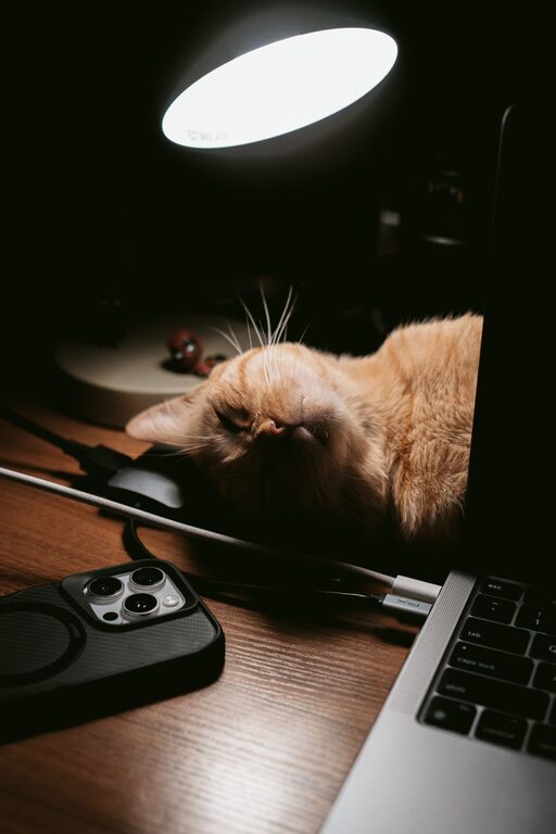 Cum să amenajezi un colț prietenos cu animalele de companie în casă